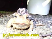 /home//u458753944/public_html/sourcegallery//Roxborough Toad Detour/2020/2020-03-20/P3200369.JPG